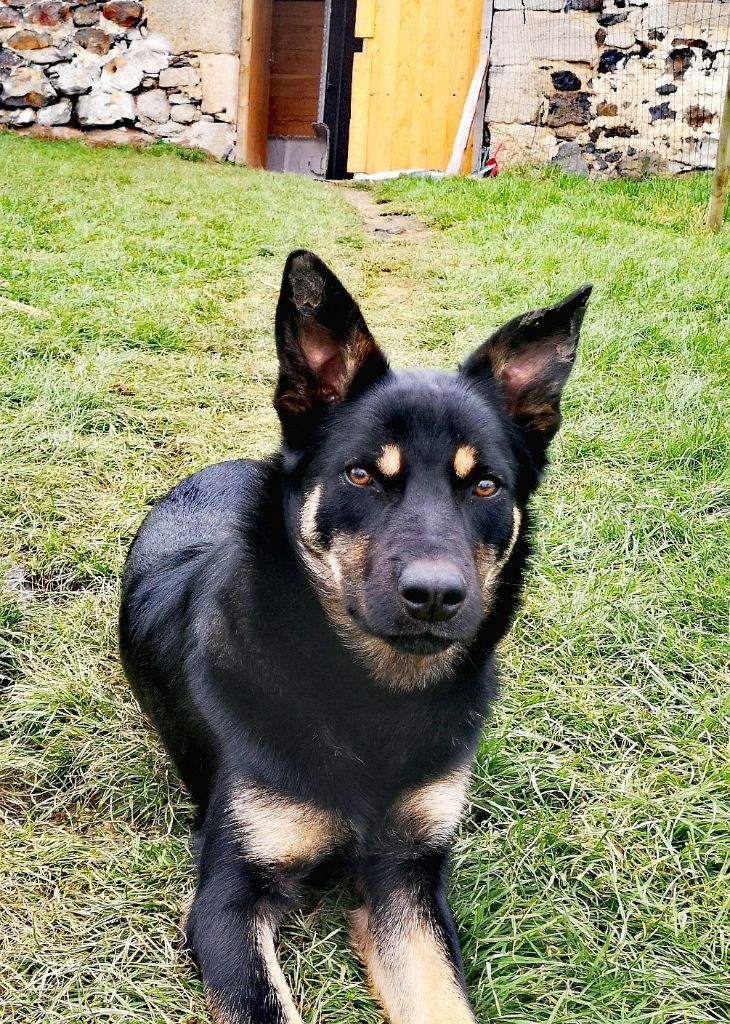 Des Bergers De La Croix - Chiot disponible  - Australian Kelpie