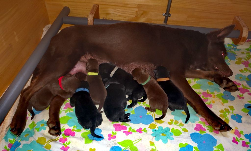 chiot Australian Kelpie Des Bergers De La Croix