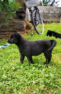 CHIOT collier bleu  -  VOLT