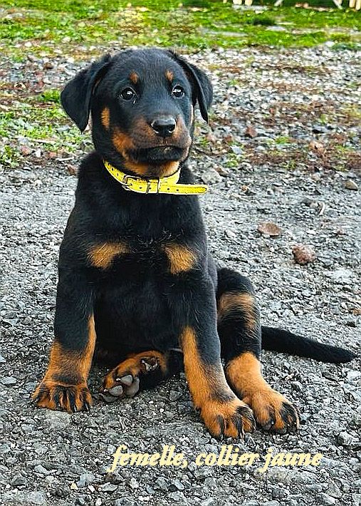 Des Bergers De La Croix - Chiot disponible  - Berger de Beauce