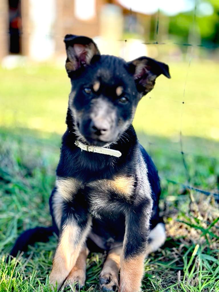 Des Bergers De La Croix - Chiot disponible  - Australian Kelpie