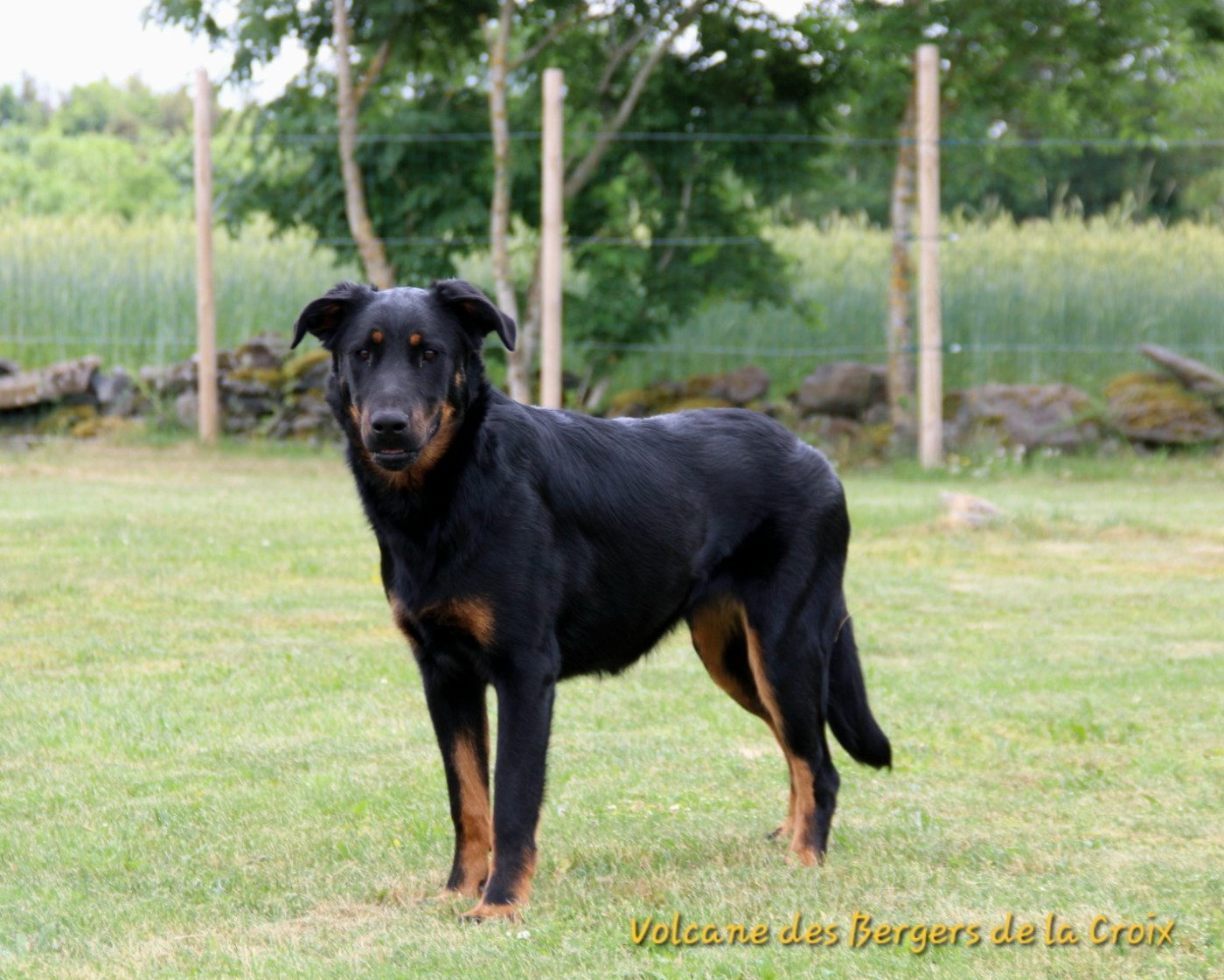 Volcane Shadow Des Bergers De La Croix