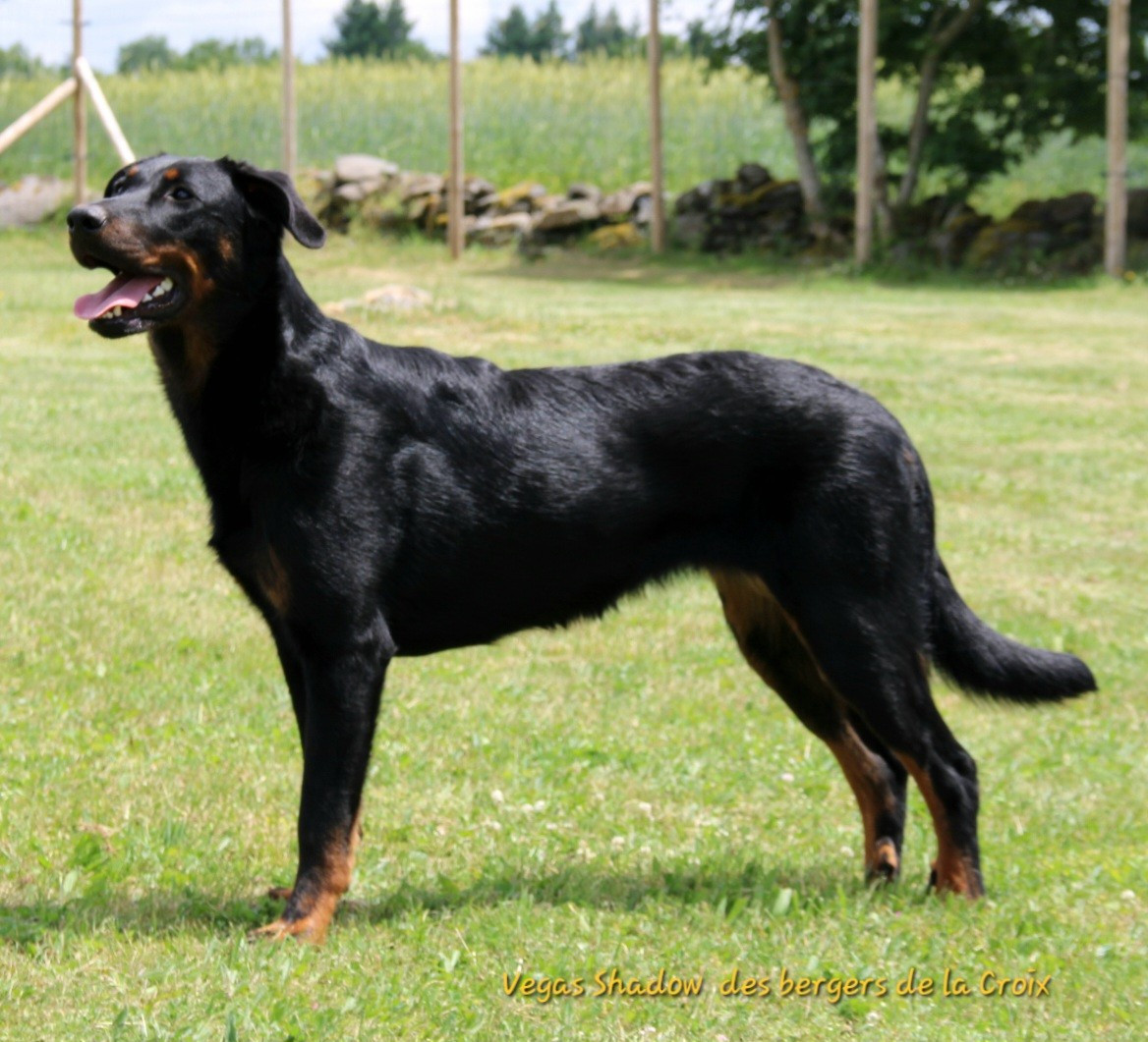 Vegas Shadow Des Bergers De La Croix