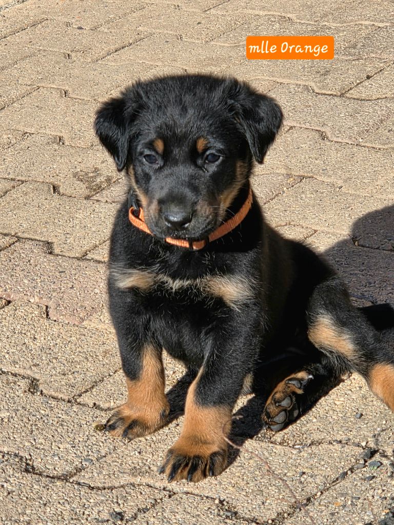 Portée Shadow/Rogon 2025