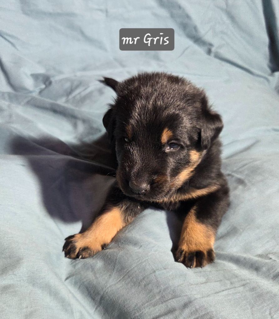 Des Bergers De La Croix - Chiots disponibles - Berger de Beauce