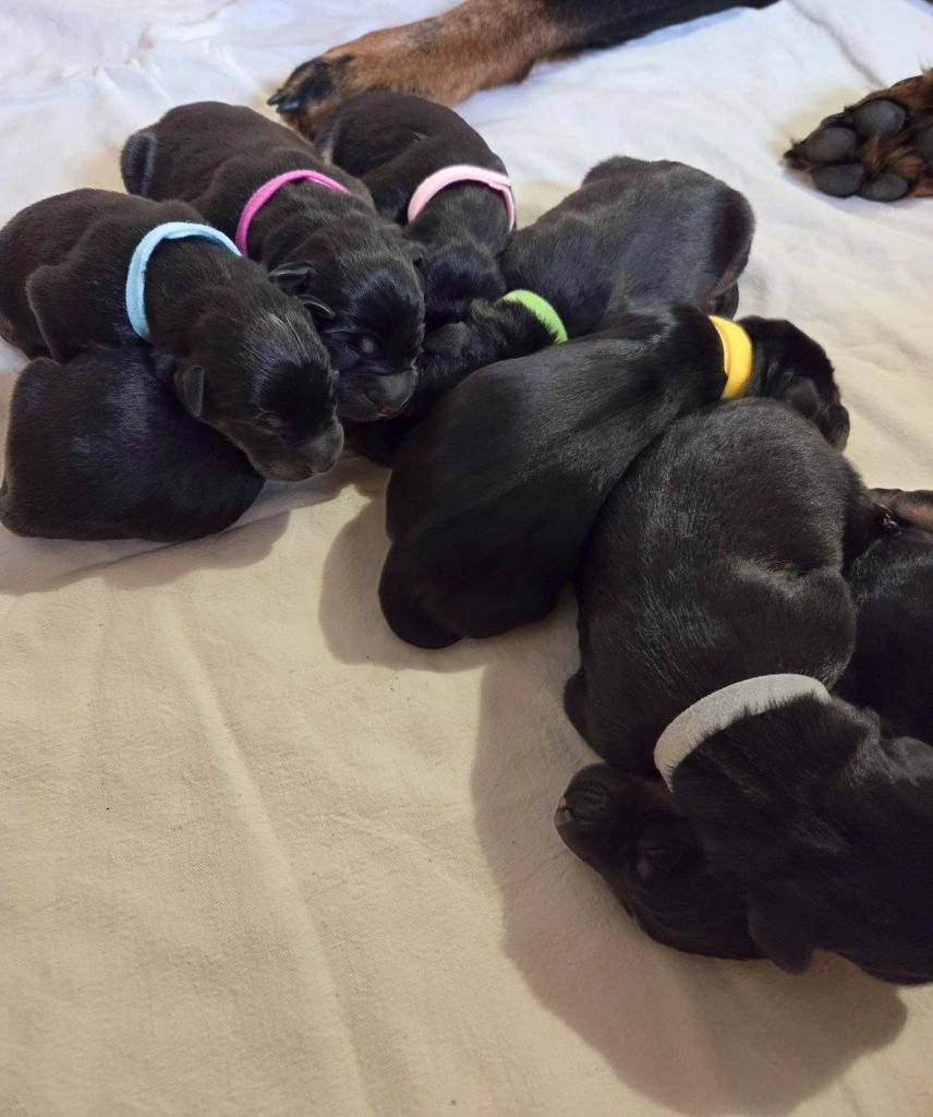 Chiot Berger de Beauce Des Bergers De La Croix