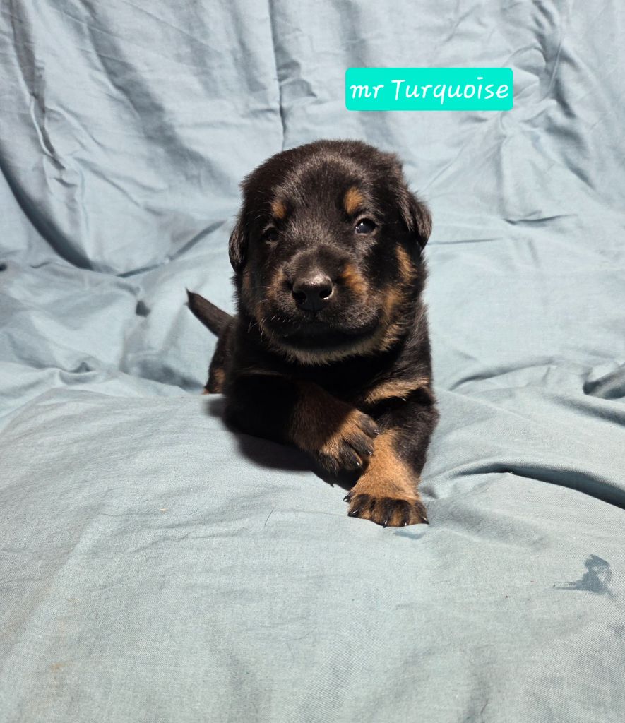 Des Bergers De La Croix - Chiots disponibles - Berger de Beauce