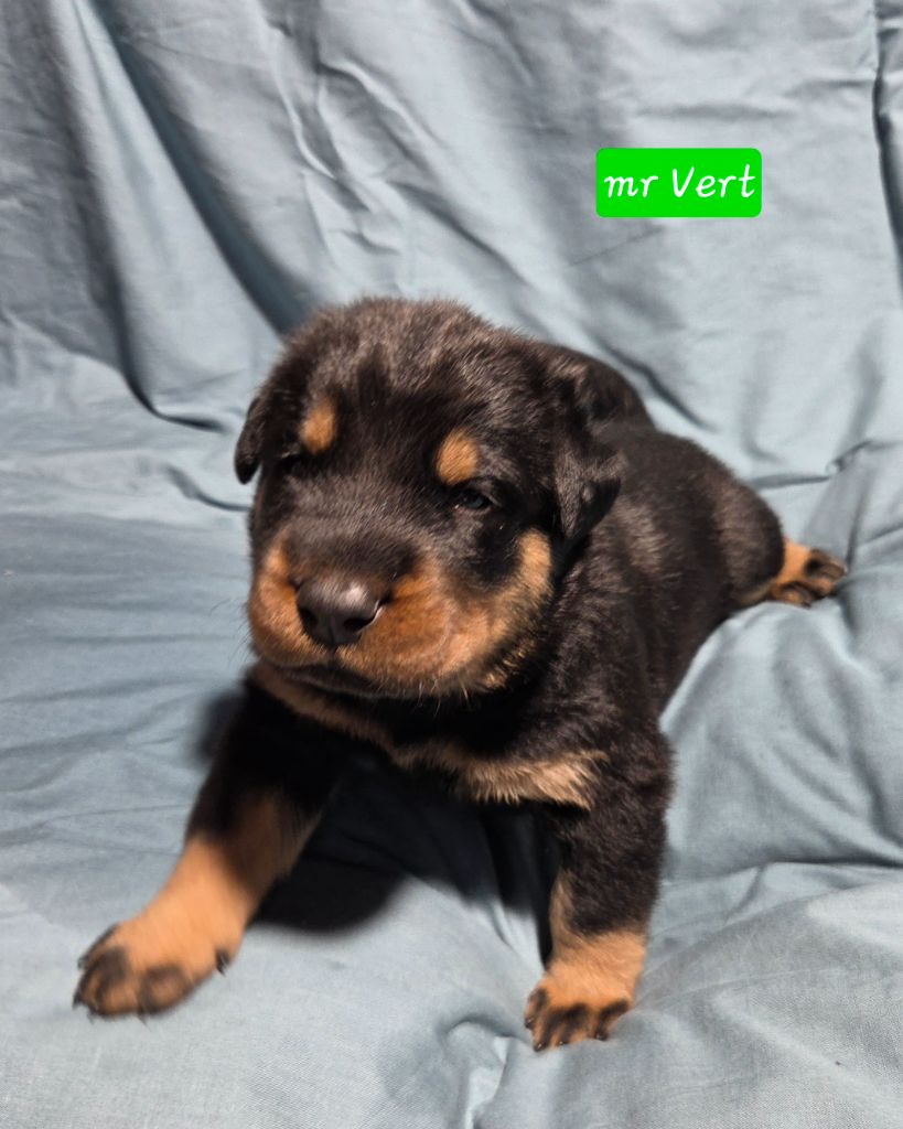 Des Bergers De La Croix - Chiots disponibles - Berger de Beauce