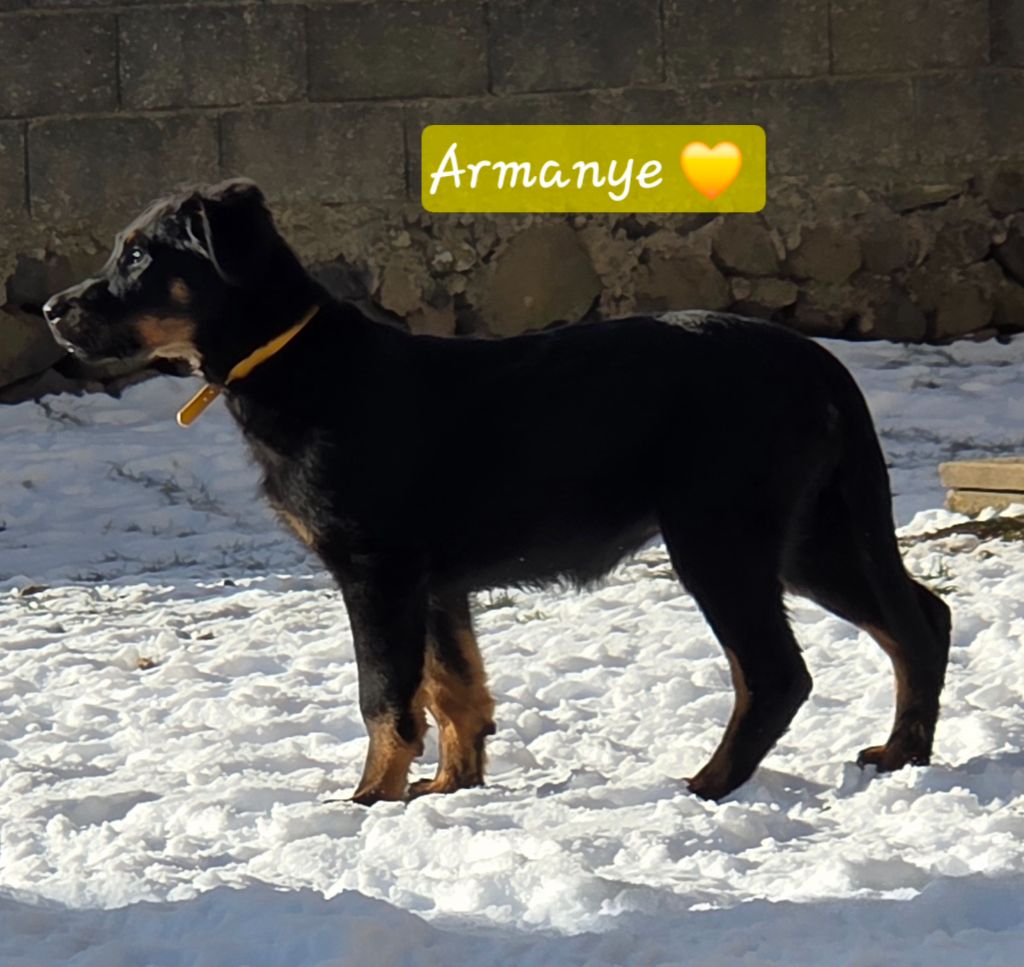 Des Bergers De La Croix - Chiots disponibles - Berger de Beauce