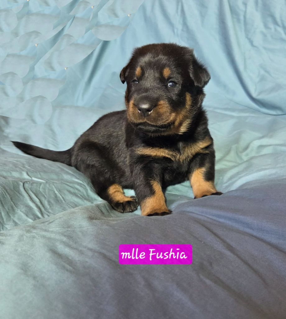 Des Bergers De La Croix - Chiots disponibles - Berger de Beauce