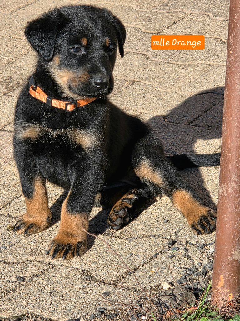 Des Bergers De La Croix - Chiots disponibles - Berger de Beauce