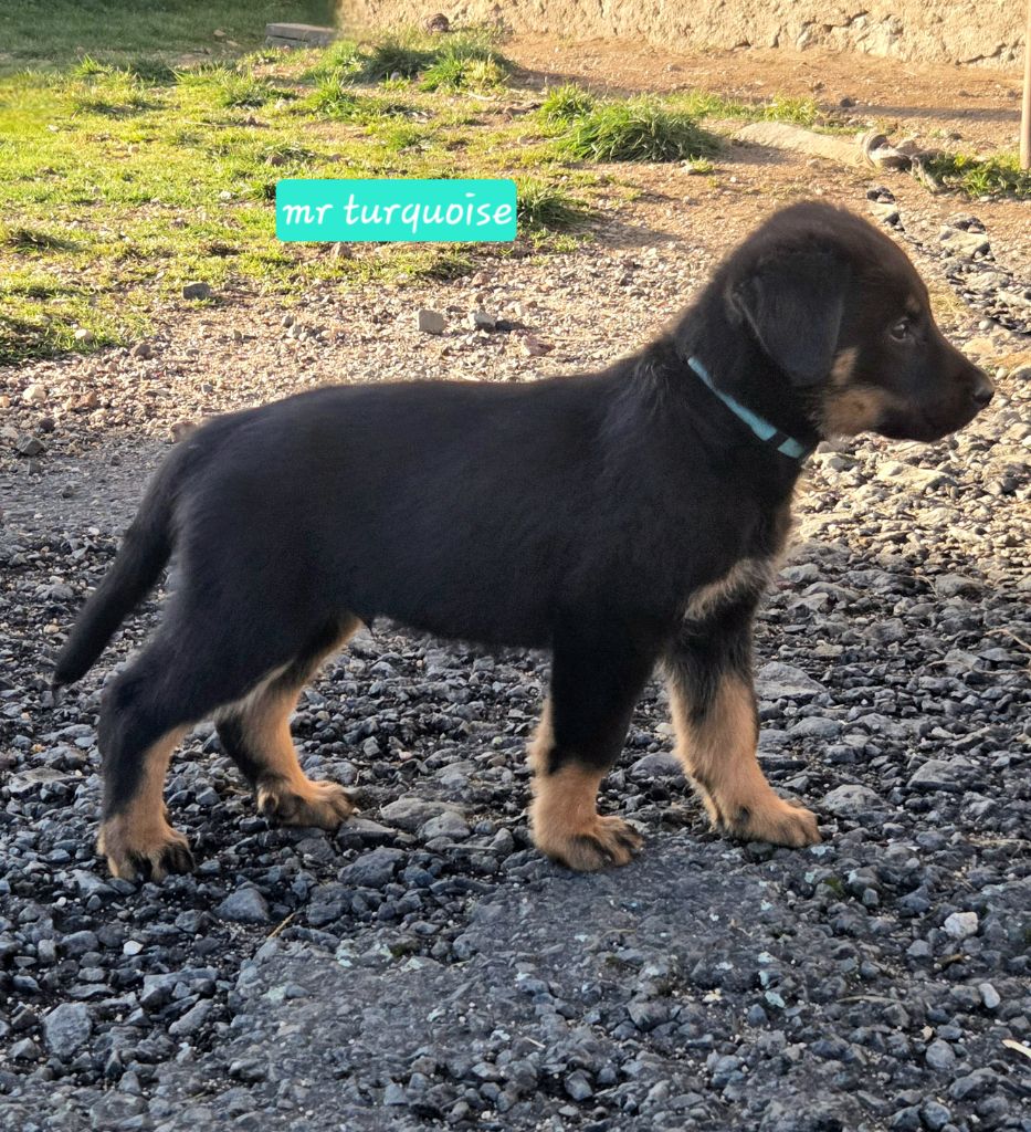 Des Bergers De La Croix - Chiots disponibles - Berger de Beauce