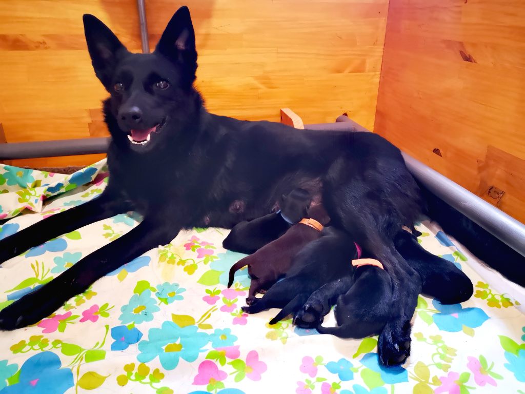Chiot Australian Kelpie Des Bergers De La Croix