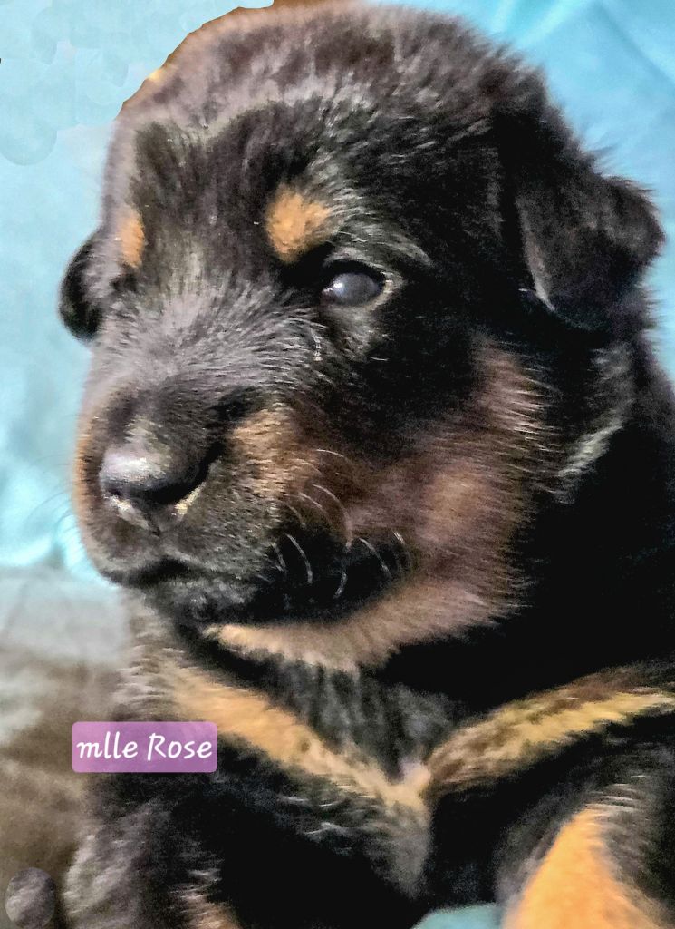 Des Bergers De La Croix - Chiots disponibles - Berger de Beauce