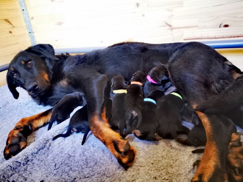 Chiot Berger de Beauce Des Bergers De La Croix
