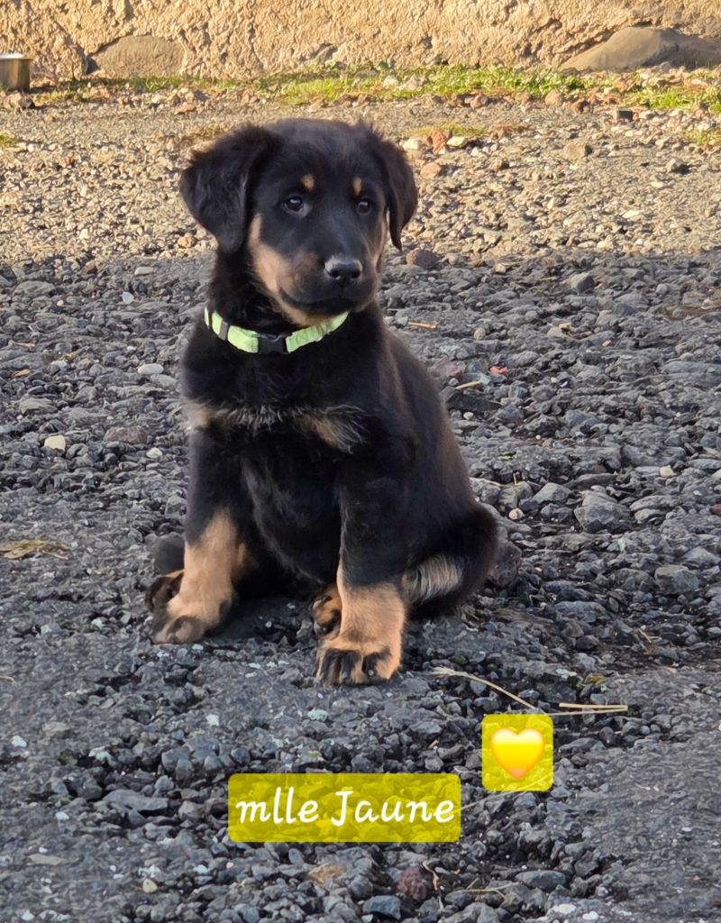 Des Bergers De La Croix - Chiots disponibles - Berger de Beauce