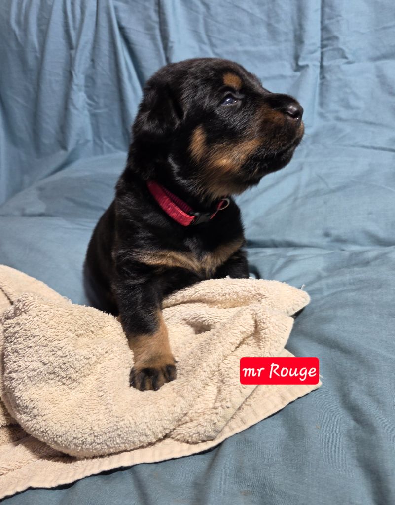 Des Bergers De La Croix - Chiots disponibles - Berger de Beauce