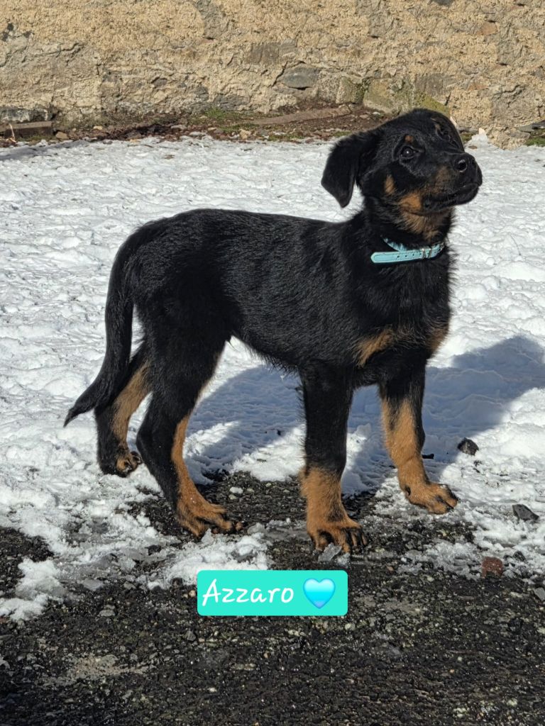 Des Bergers De La Croix - Chiots disponibles - Berger de Beauce