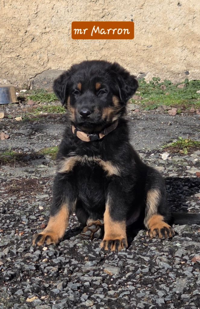 Des Bergers De La Croix - Chiots disponibles - Berger de Beauce