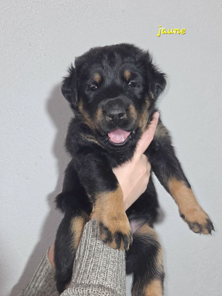 Des Bergers De La Croix - Chiots disponibles - Berger de Beauce