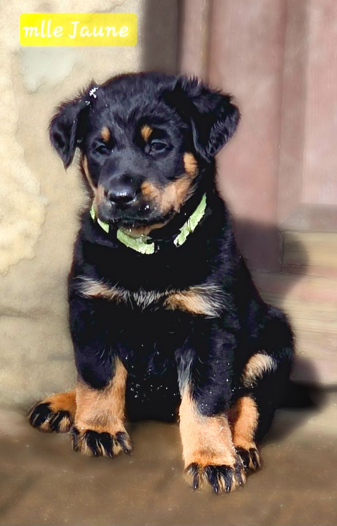 Des Bergers De La Croix - Chiots disponibles - Berger de Beauce