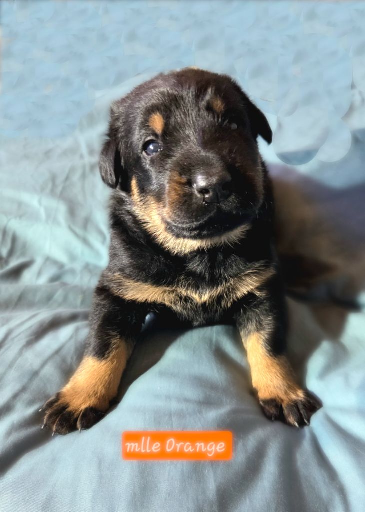 Des Bergers De La Croix - Chiots disponibles - Berger de Beauce