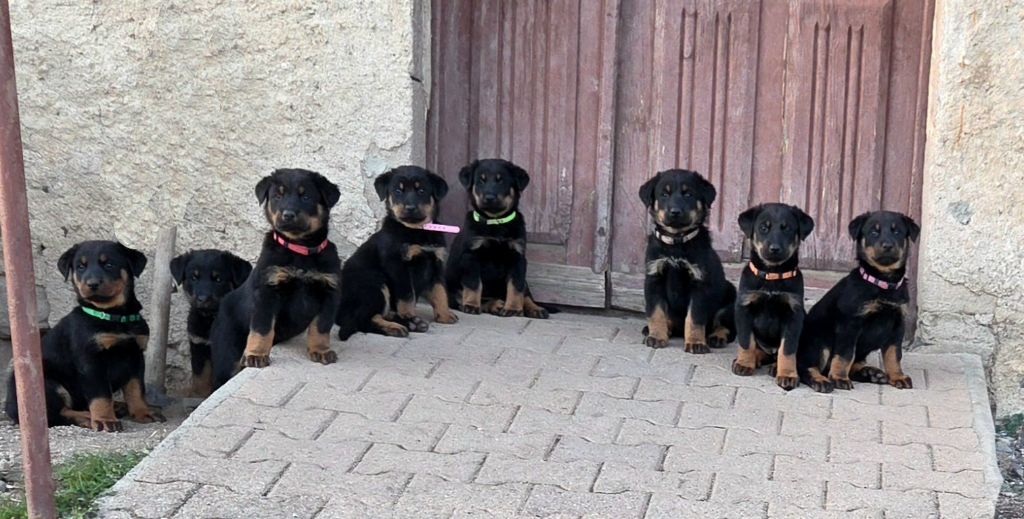 Chiot Berger de Beauce Des Bergers De La Croix
