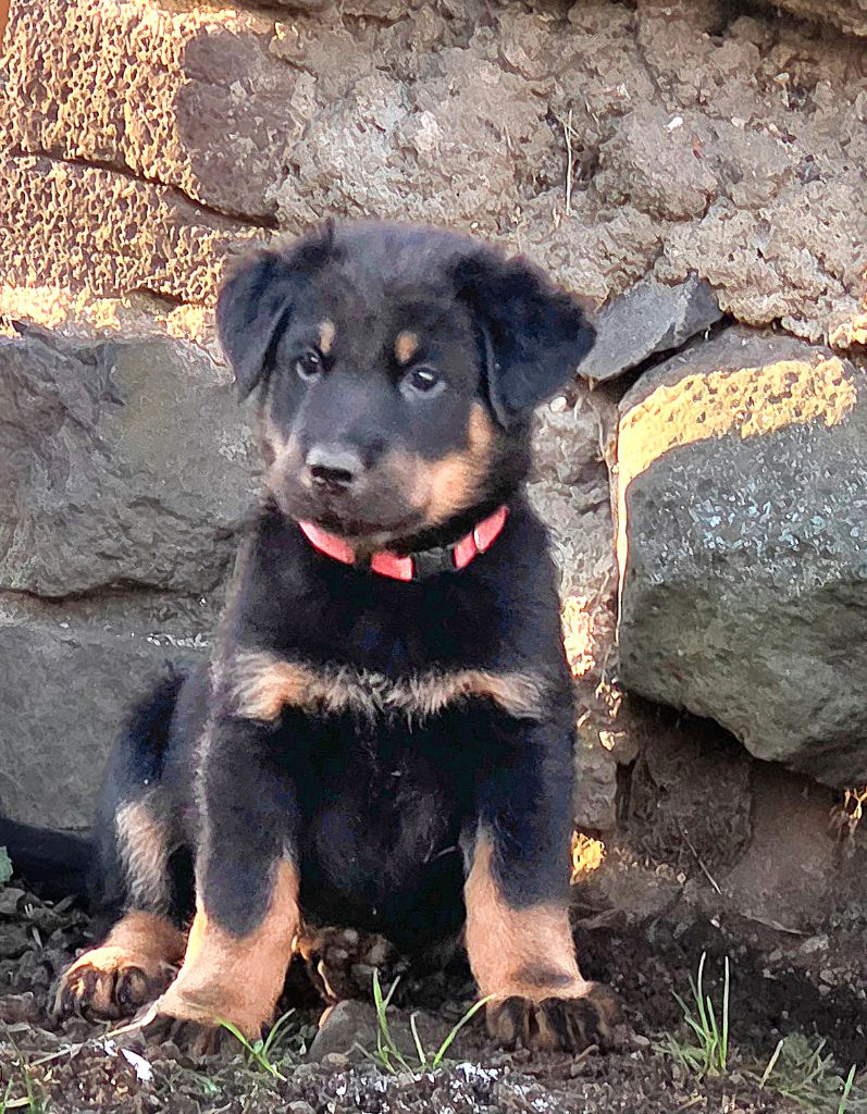 Des Bergers De La Croix - Chiots disponibles - Berger de Beauce